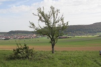 baum5