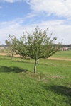 baum6