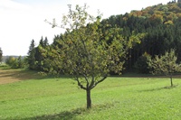 baum7